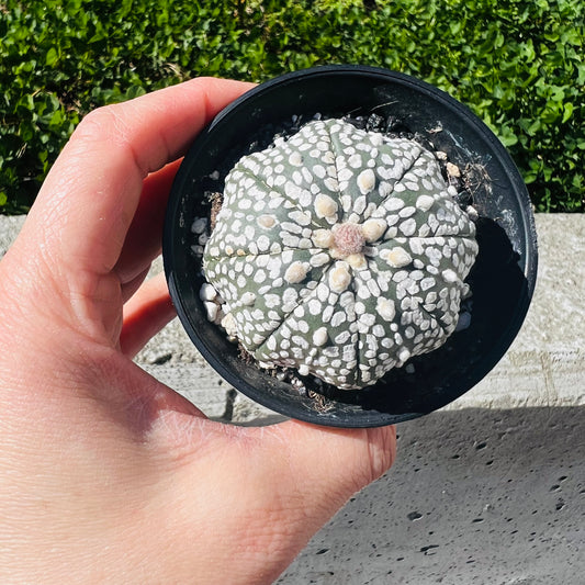 Astrophytum asterias, 7 cm potte