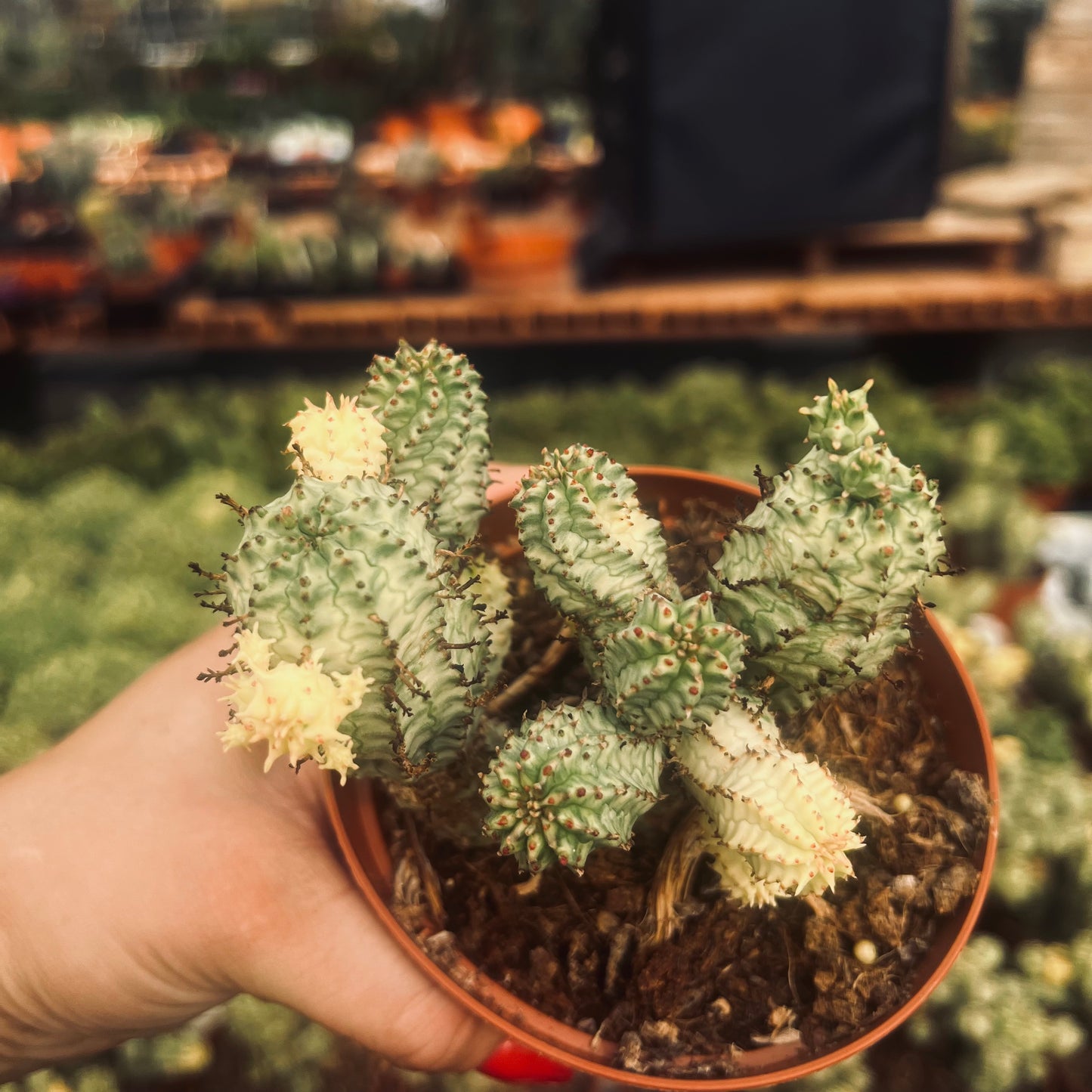 Euphorbia mammilaris f.variegata, 8 cm potte