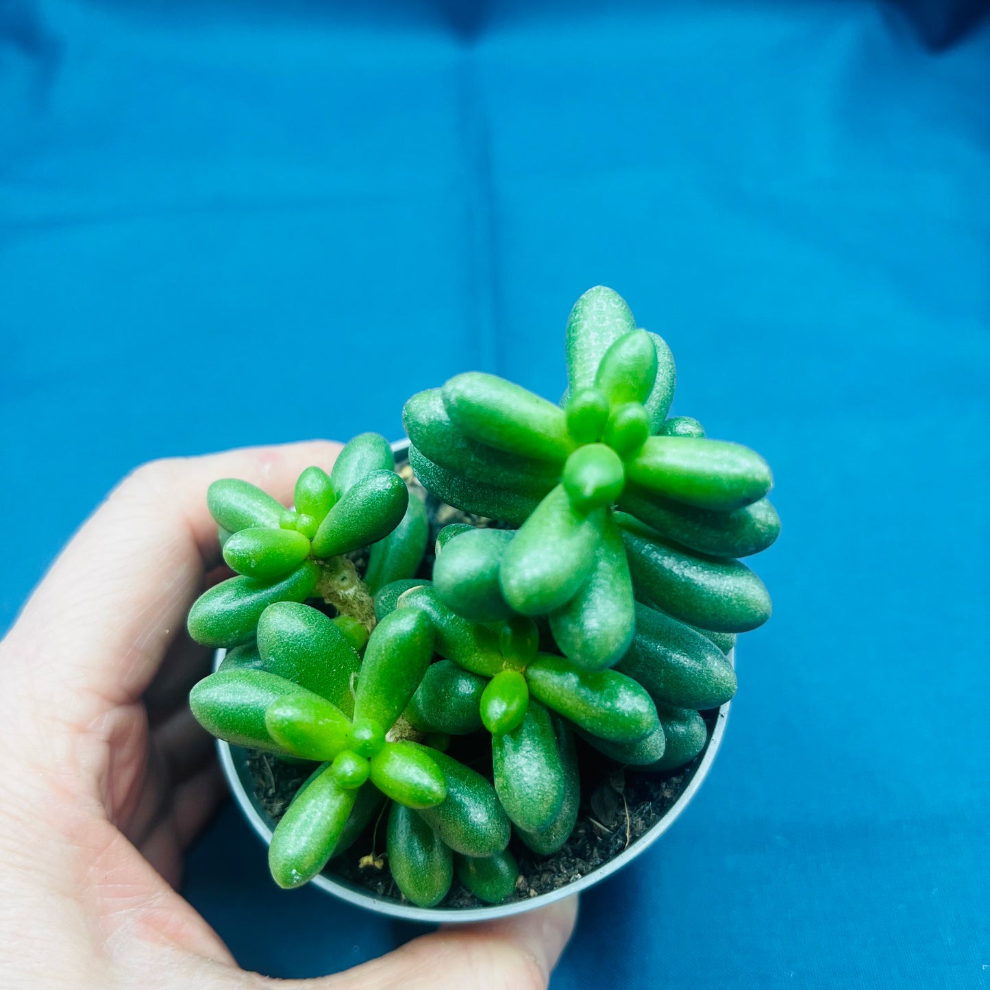 Sedum hernandezii, 6 cm potte