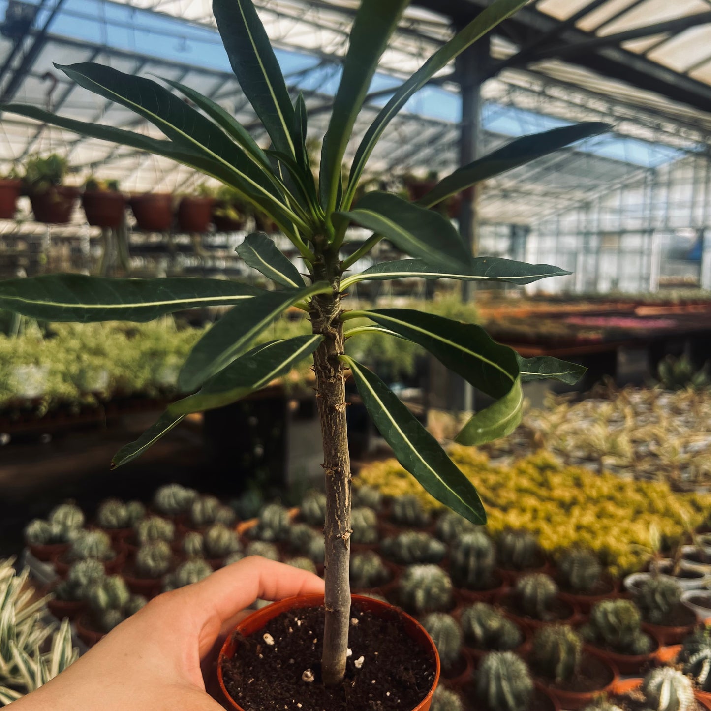 Pachypodium rutenbergianum, 8 cm potte