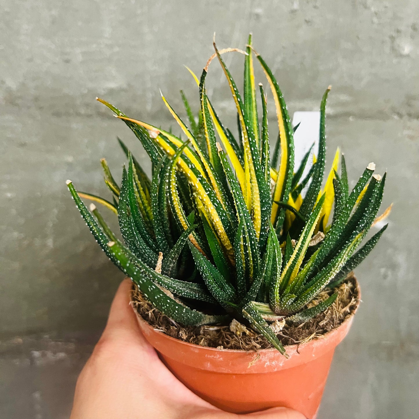 Haworthia attenuata f.variegata, 10,5 cm potte