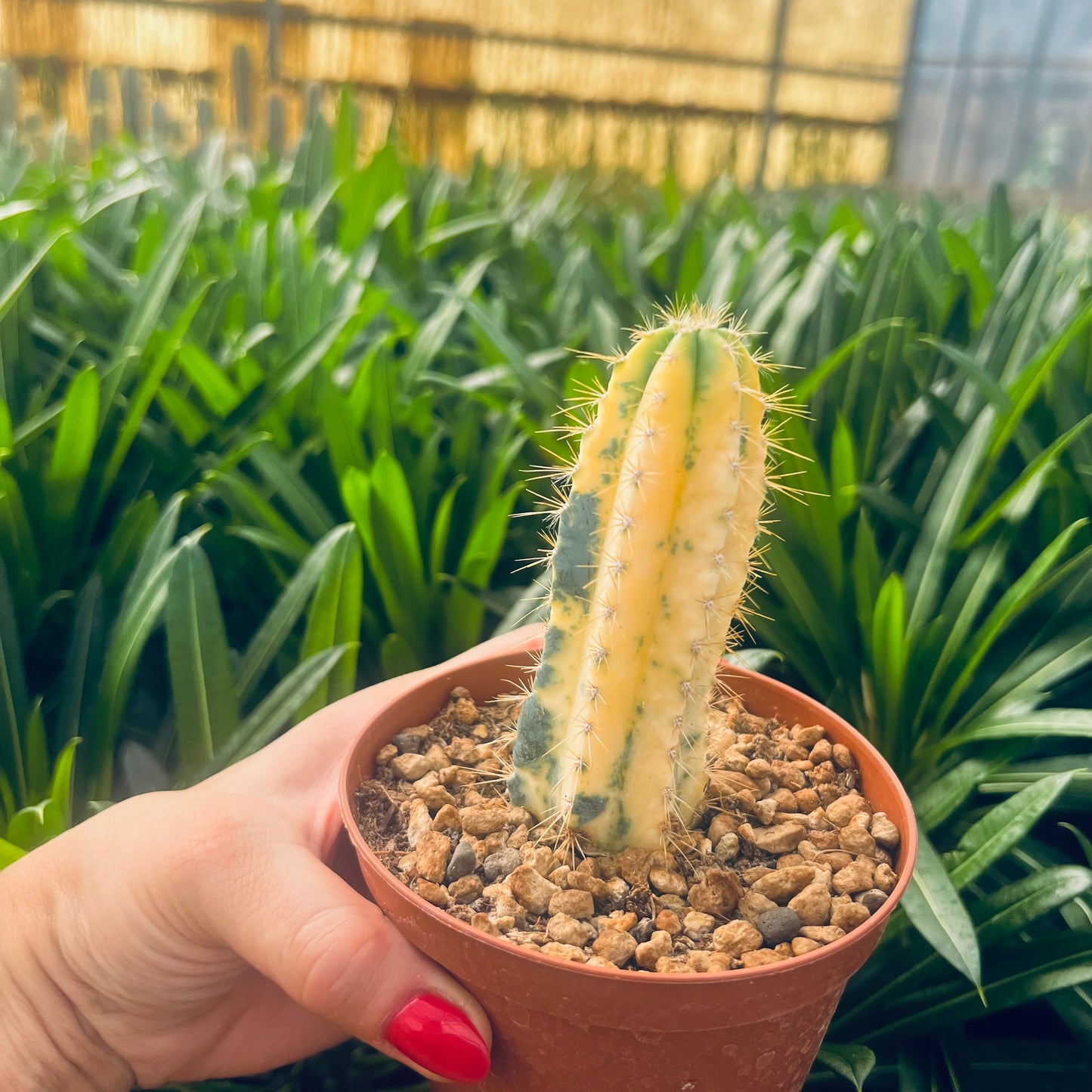 Cereus azureus f.variegata, 8 cm potte