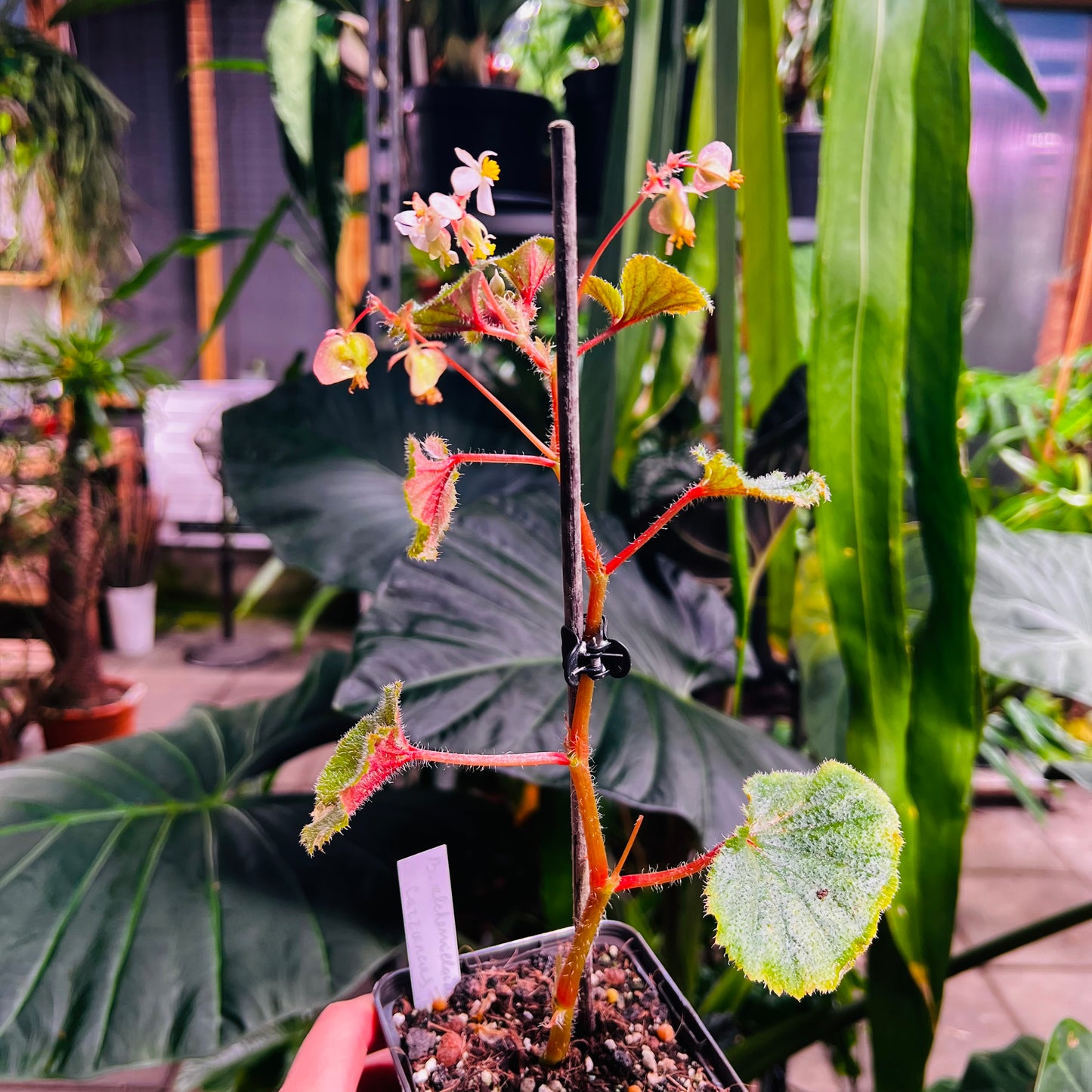 Begonia alchemilloides Carrancas, 8 cm potte