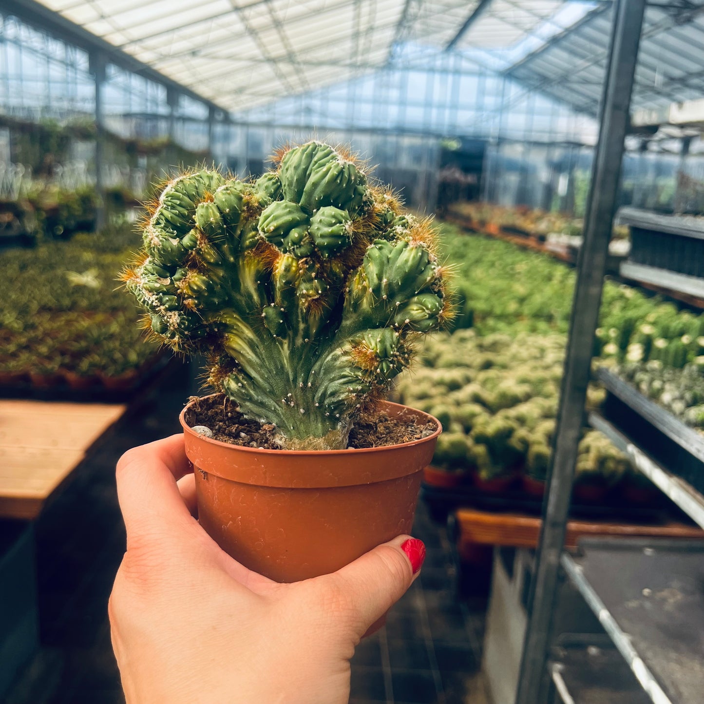 Cereus peruvianus f.variegata, 10,5 cm potte