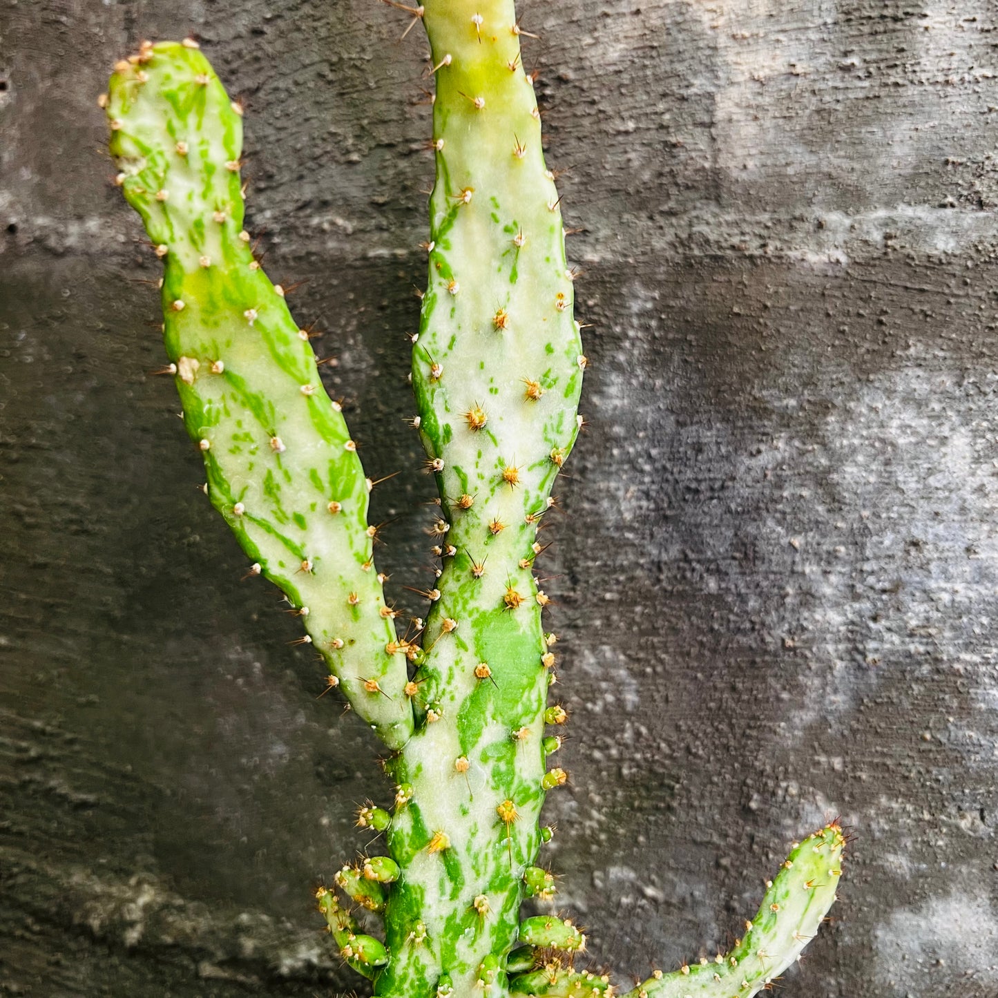 Opuntia monacantha f.variegata, 3 cm potte