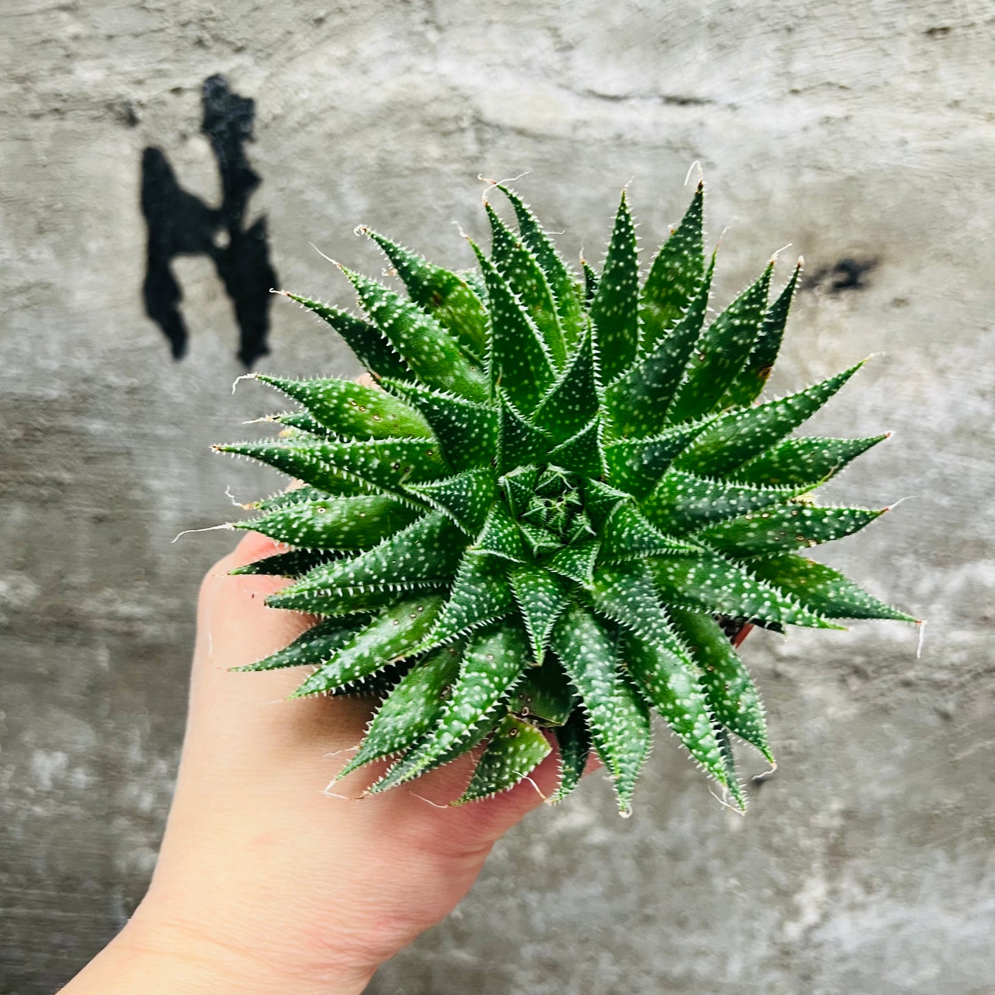 Aloe arachnoidea, 8 cm potte