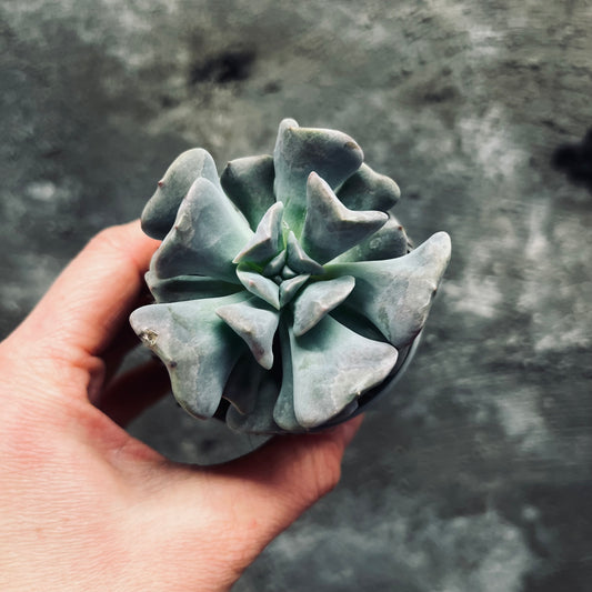 Echeveria Cubic Frost, 6 cm pot