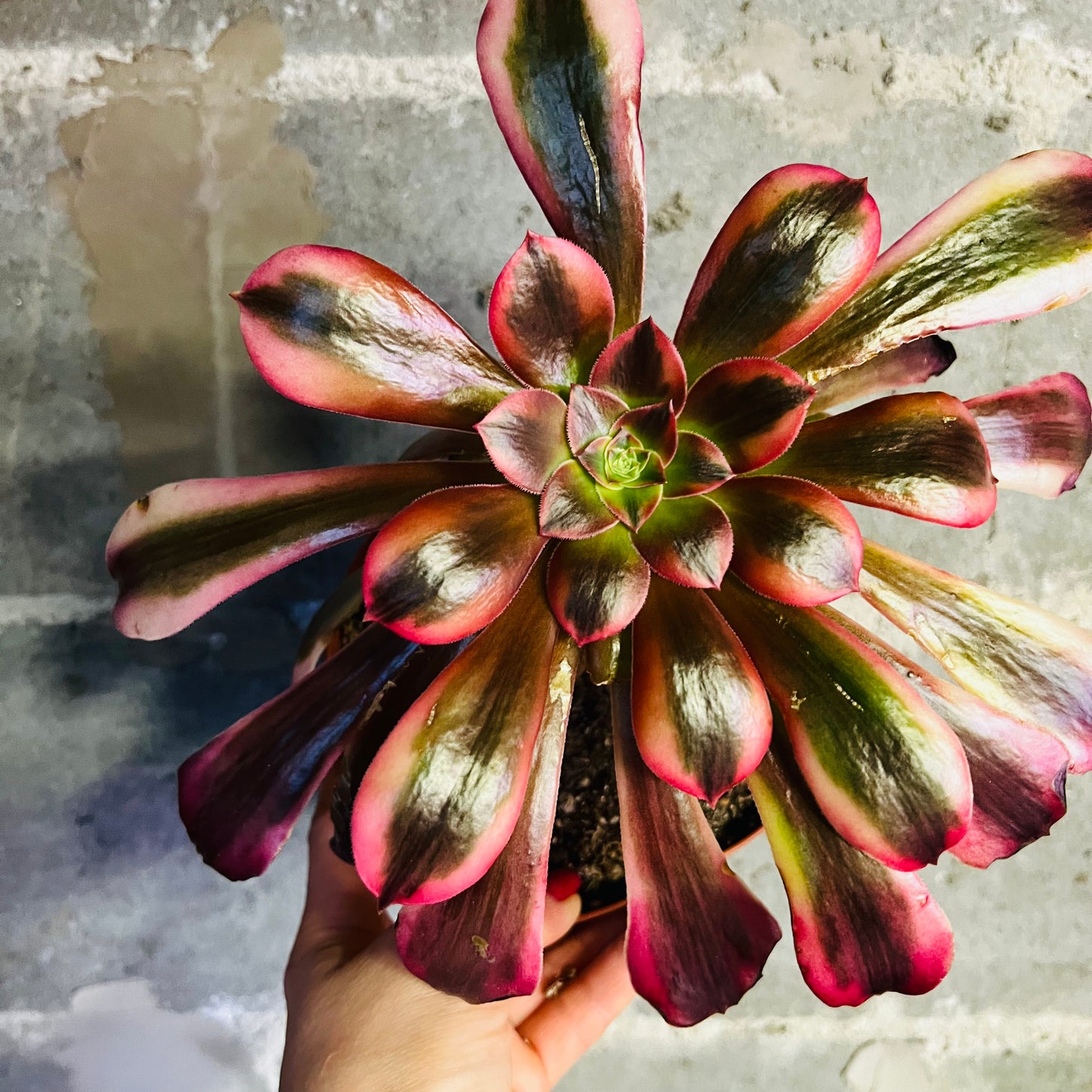 Aeonium Medusa, 15 cm potte