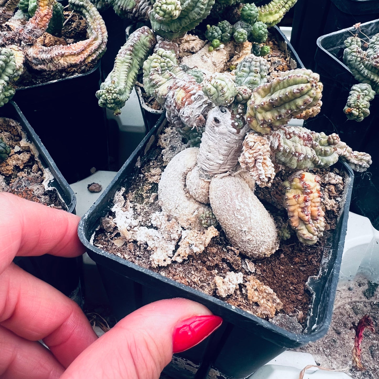 Euphorbia pseudoglobosa, 10 cm potte