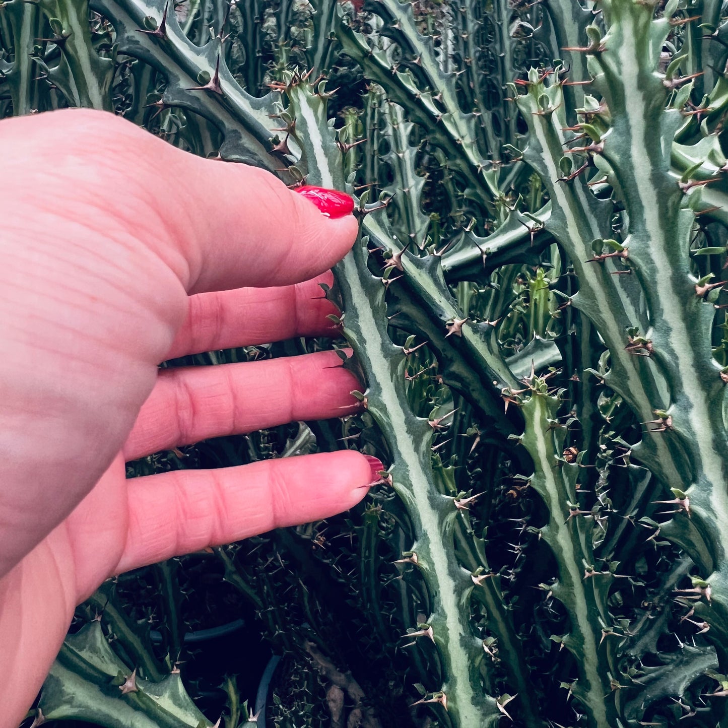 Euphorbia knuthii, barroted plante