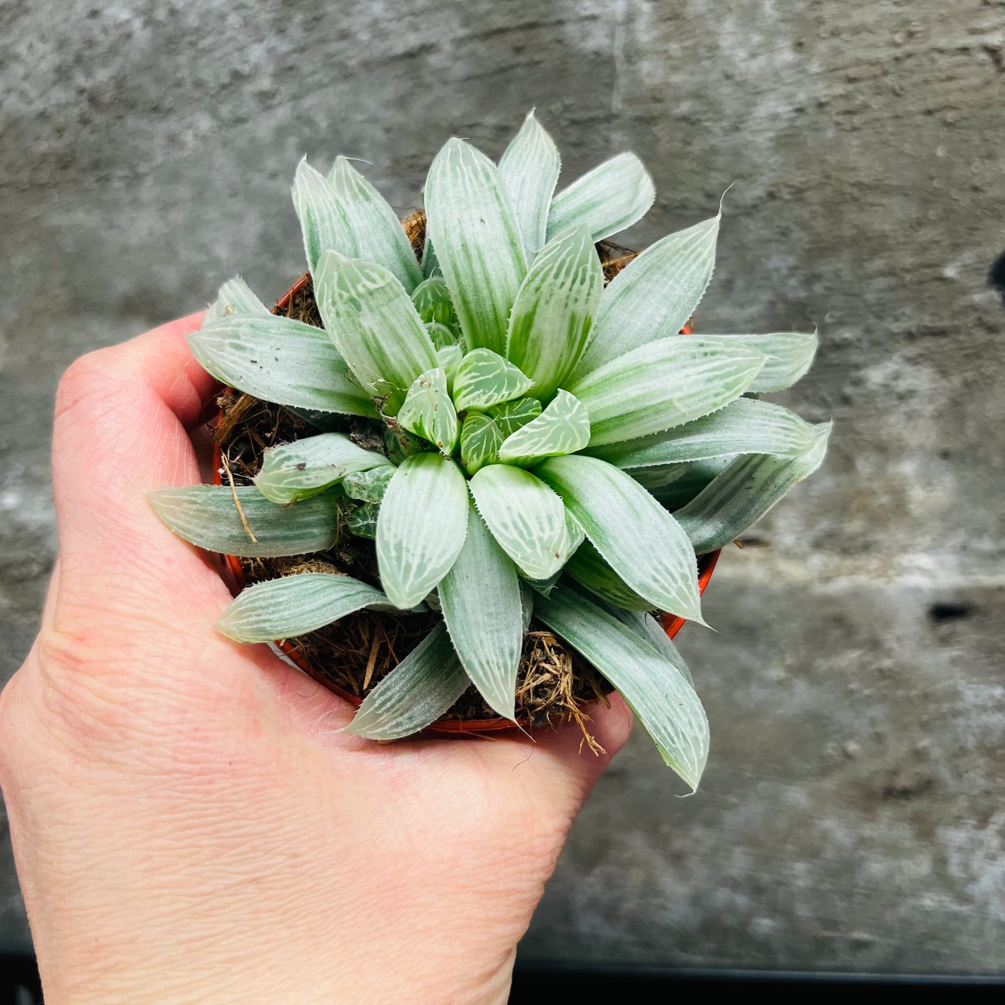 Haworthia cymbiformis f.variegata, 8 cm potte