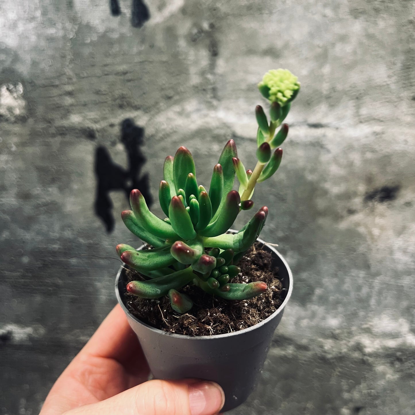 Sedum pachyphyllum, 6 cm potte