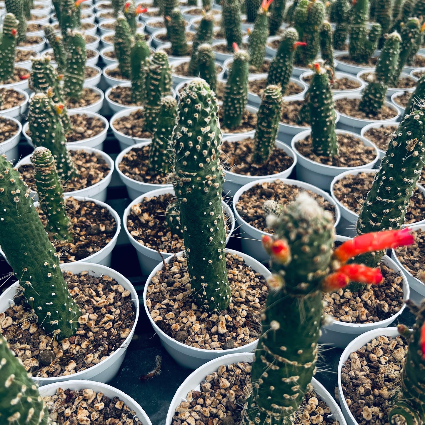 Cleistocactus jujuensis f.monstruosa, 10,5 cm potte