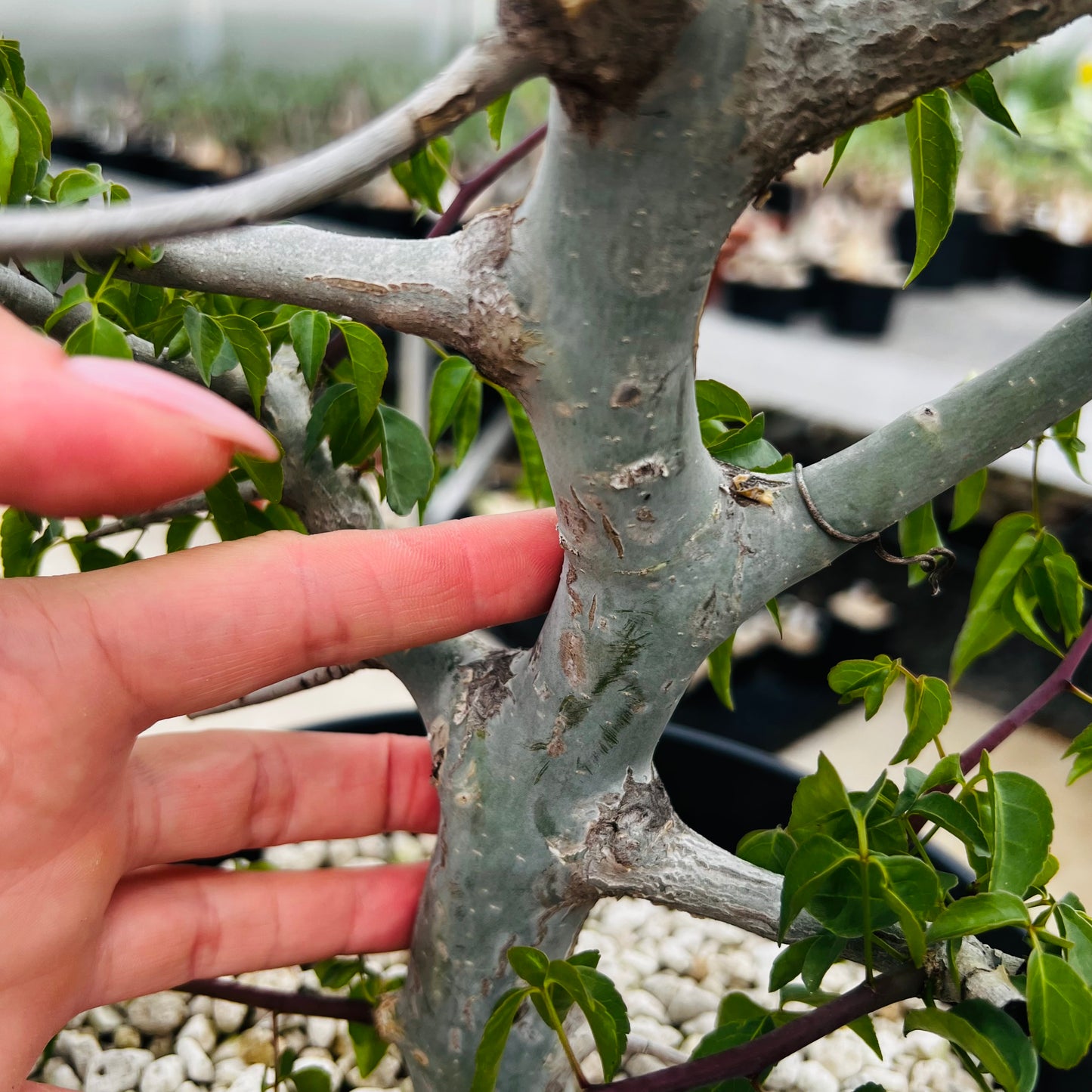 Commiphora sp.blue peeling bark stor, barroted plante