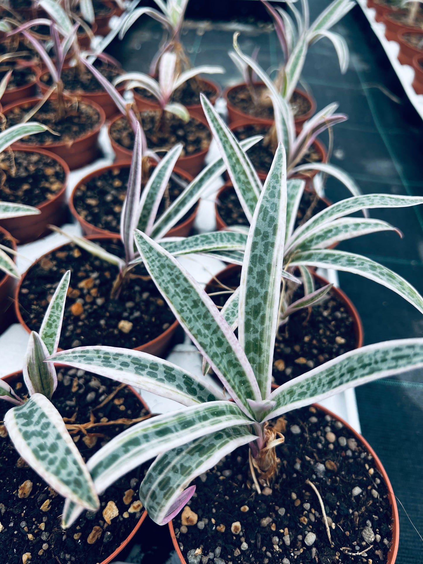 Ledebouria socialis f.variegata, 8 cm potte