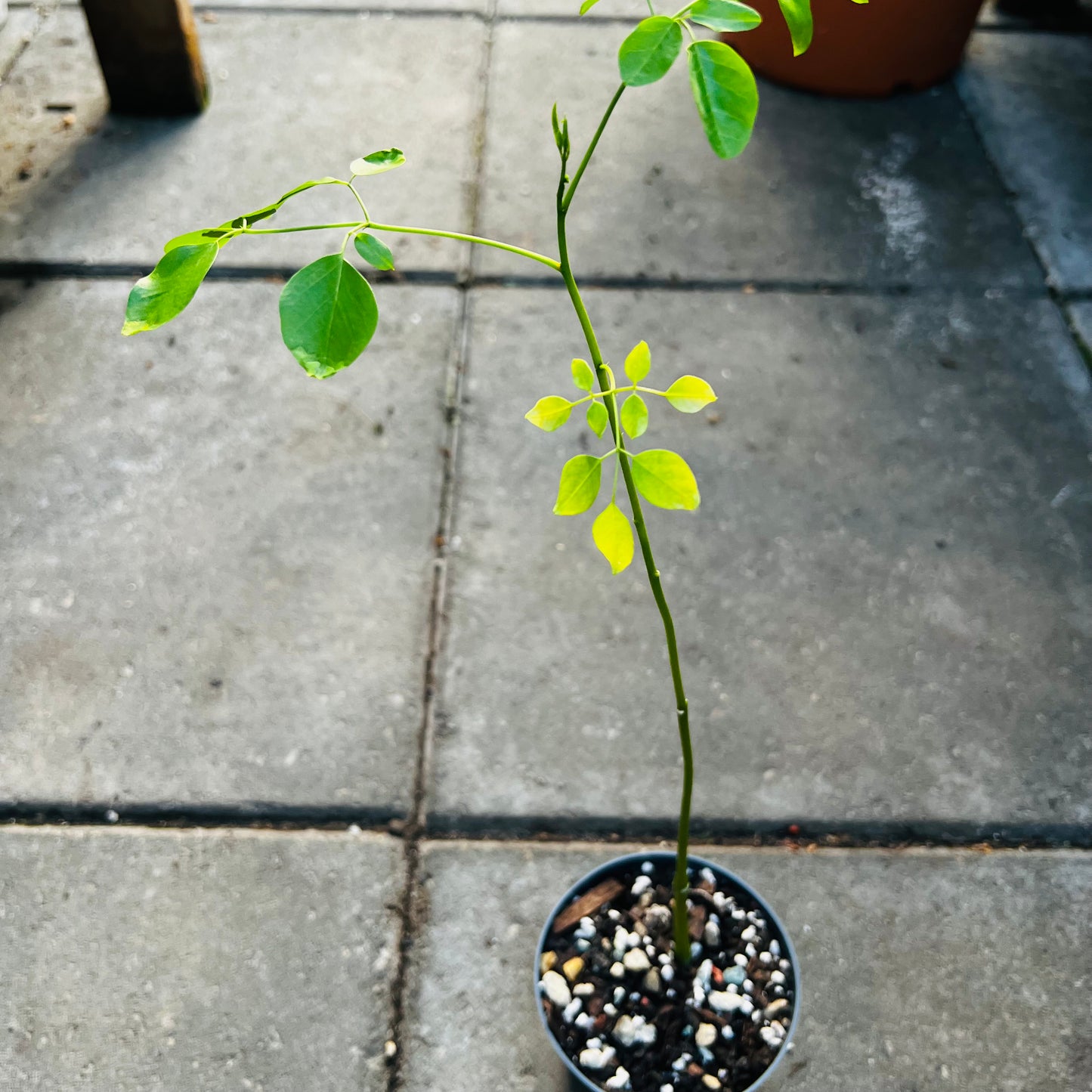 Moringa stenopetala, 9 cm potte