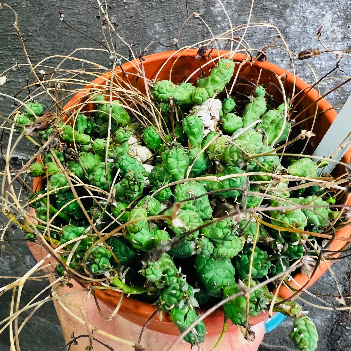 Euphorbia globosa, 15 cm terracotta potte