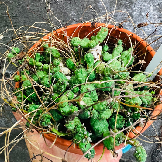 Euphorbia globosa, 15 cm terracotta potte