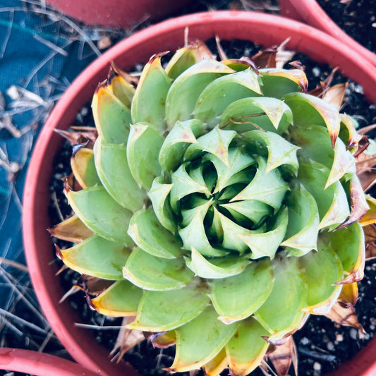 Aloe polyphylla, 15 cm potte