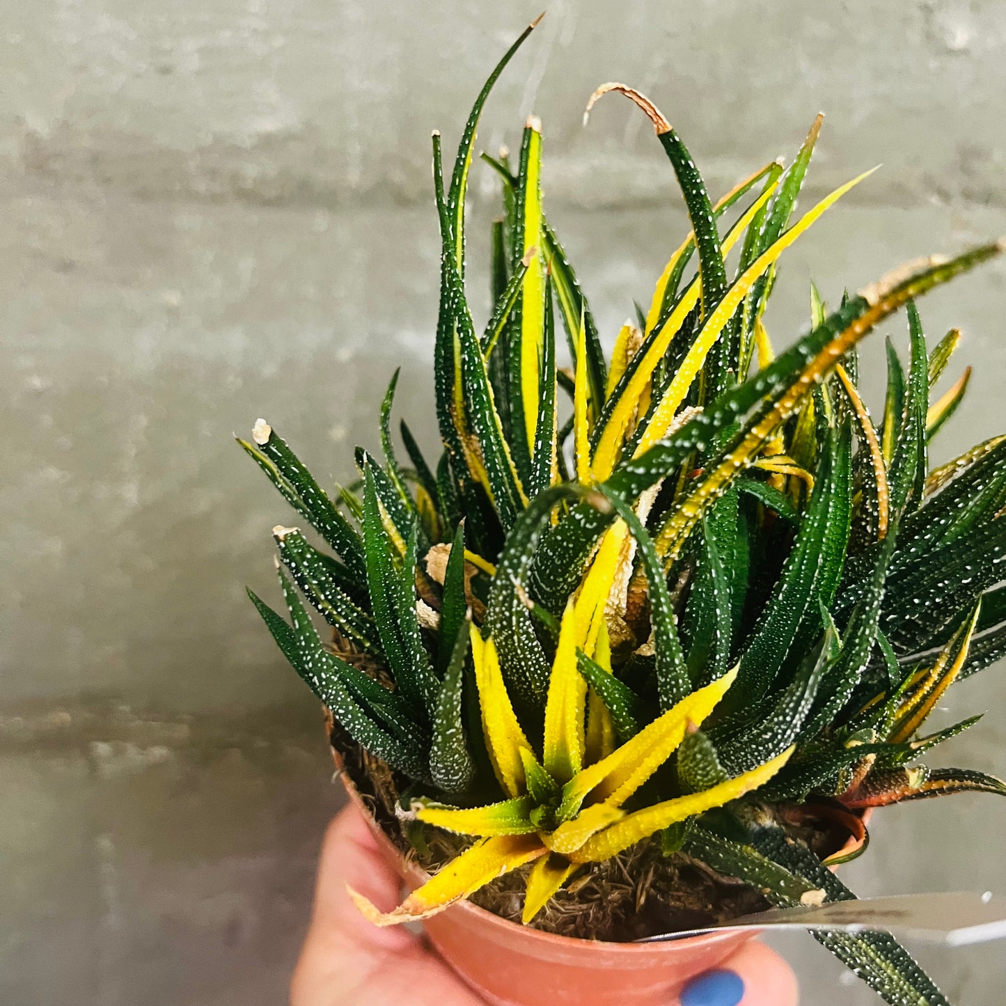 Haworthia attenuata f.variegata, 10,5 cm potte