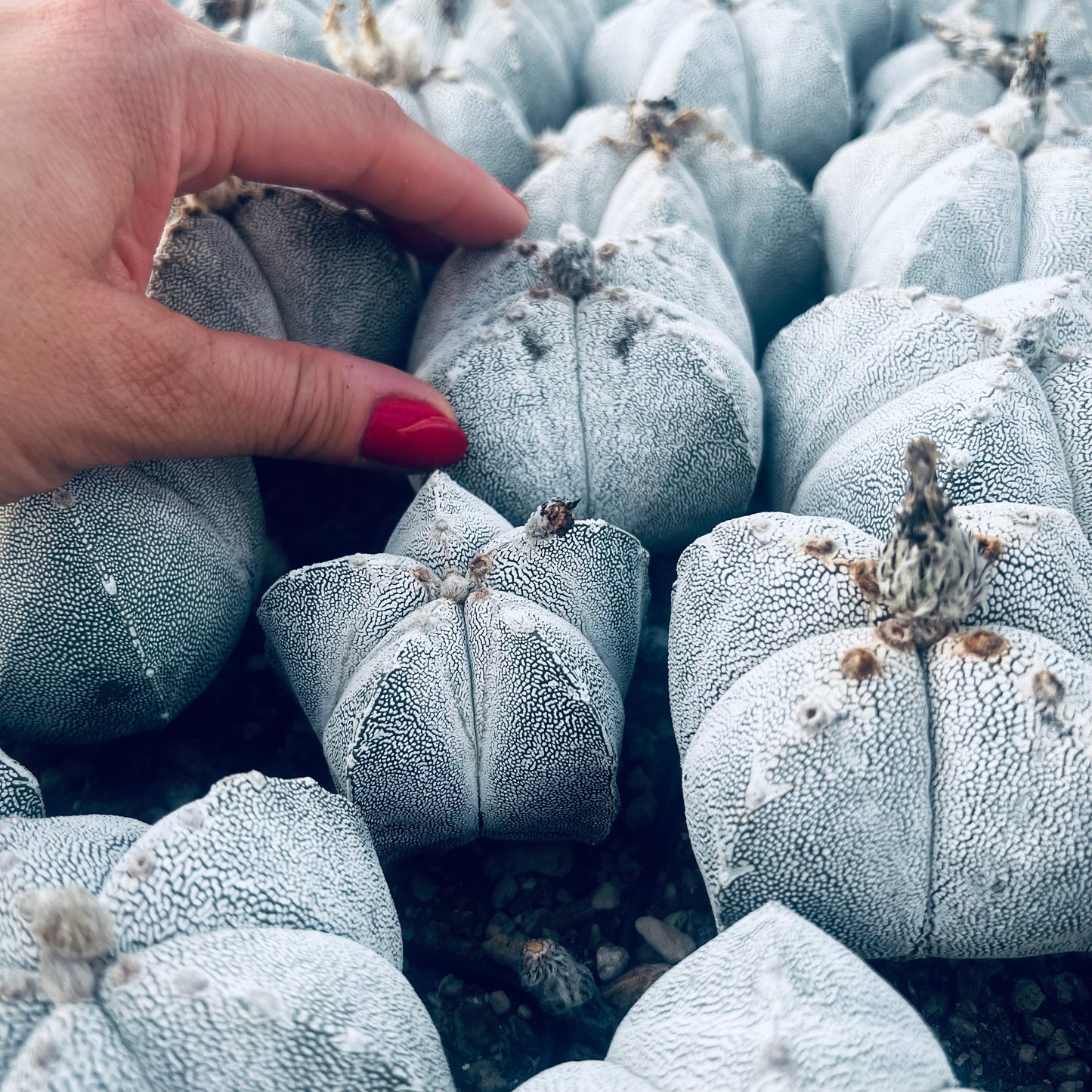 Astrophytum myriostigma Onzuka, 7 cm potte