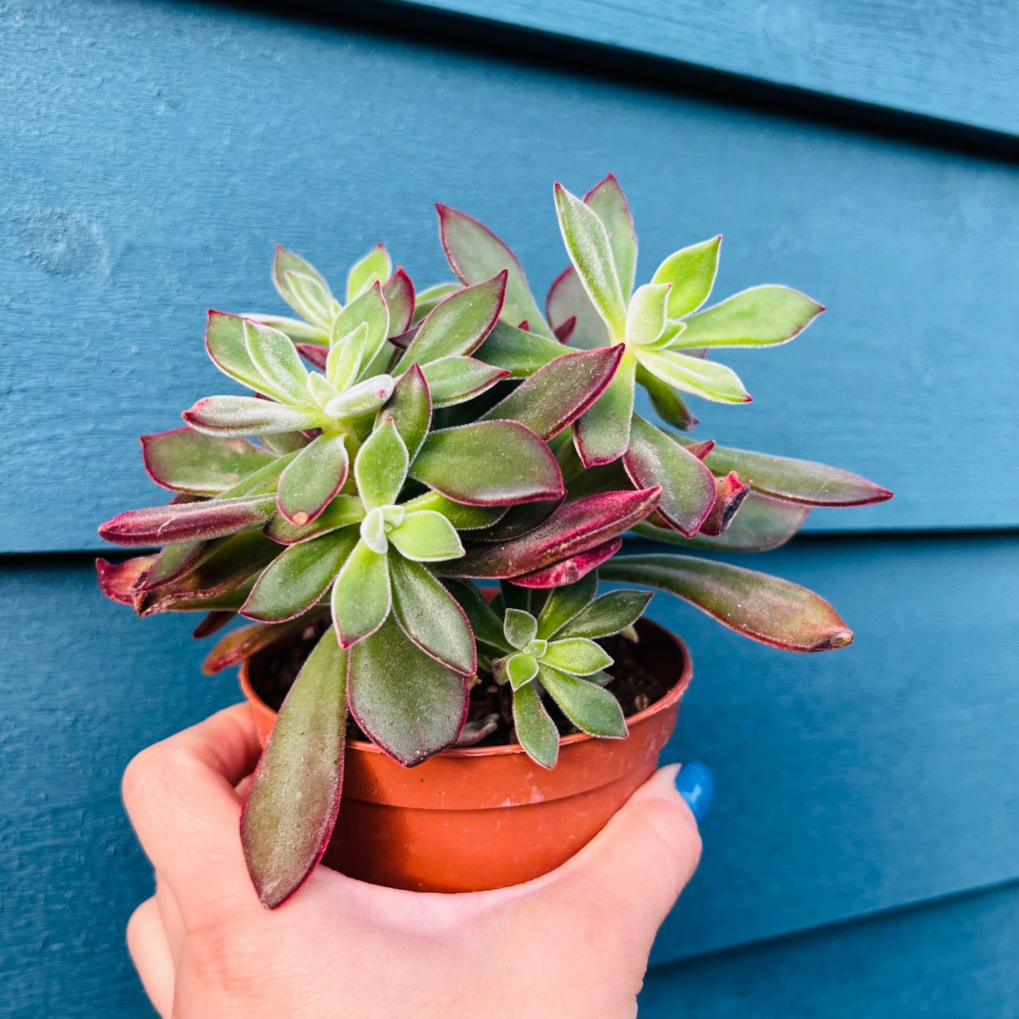 Echeveria hybrid, 10 cm potte