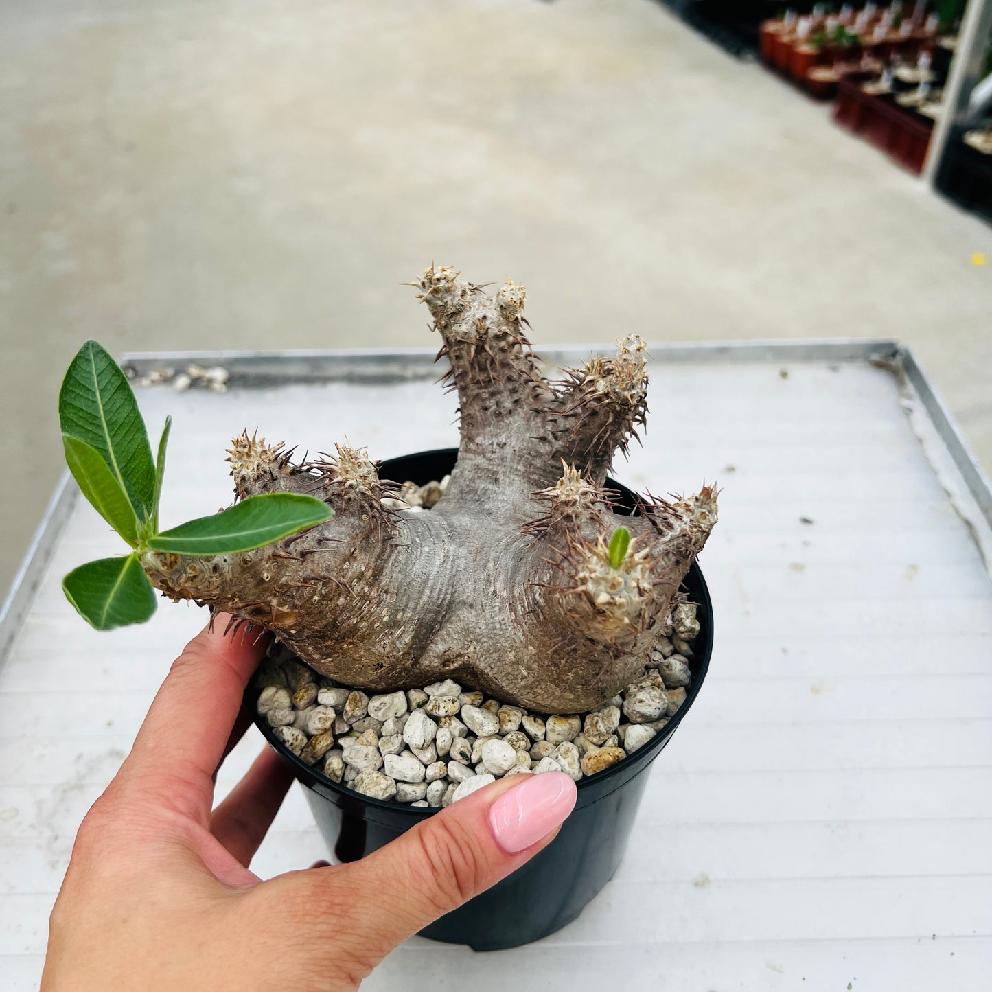 Pachypodium densiflorum, barroted plante