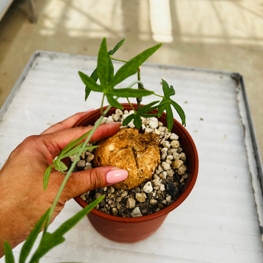 Adenia aff.stenodactyla., barroted plante