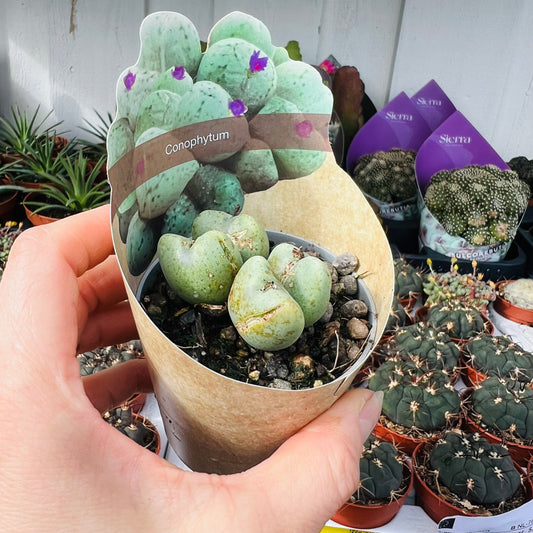 Conophytum sp., 6 cm potte