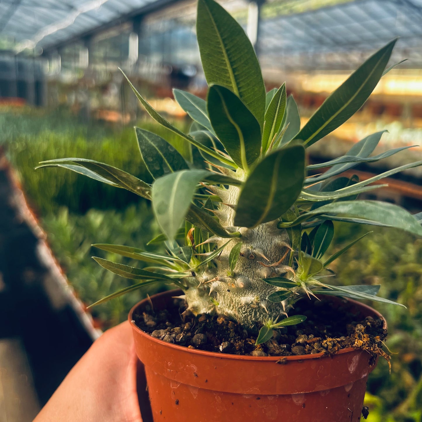 Pachypodium horombense, 10 cm potte