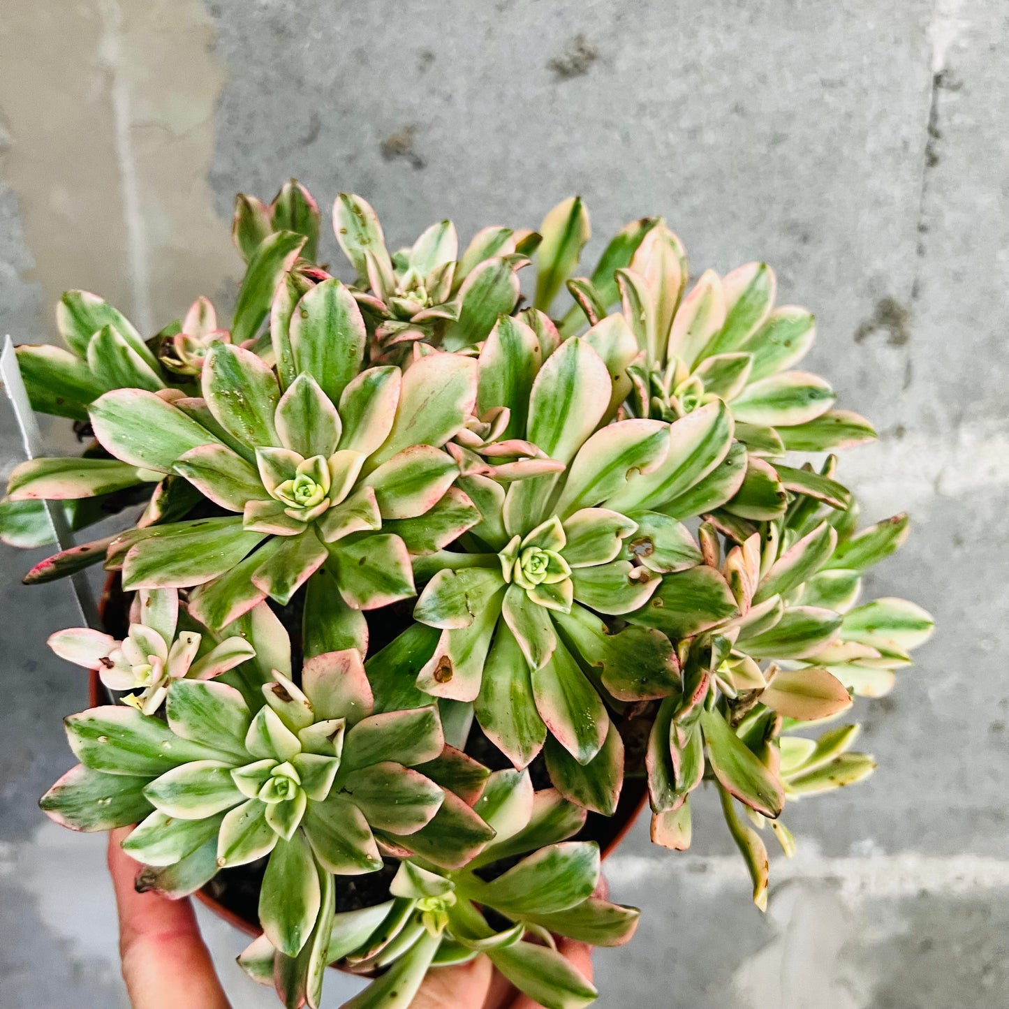 Aeonium Sweet Tea, 15 cm potte