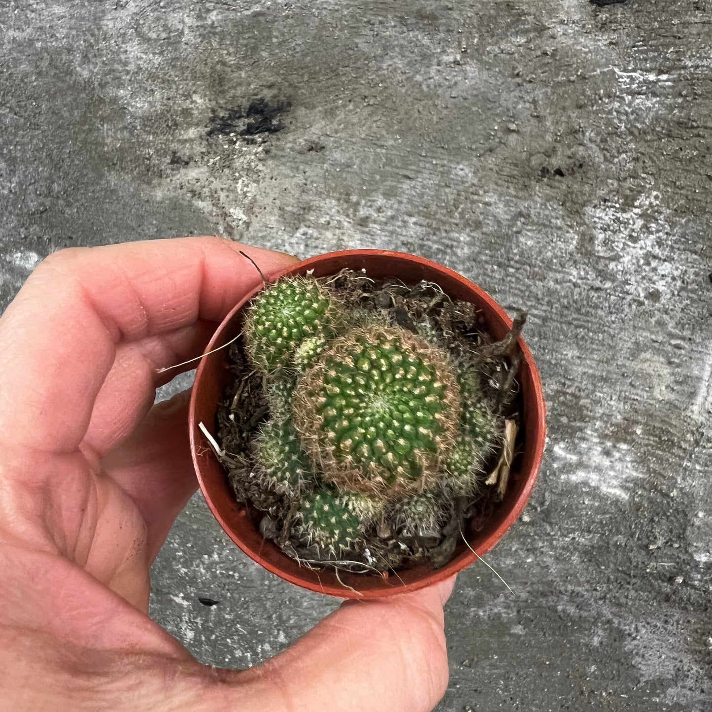 Rebutia 'Sunrise', 5 cm pot