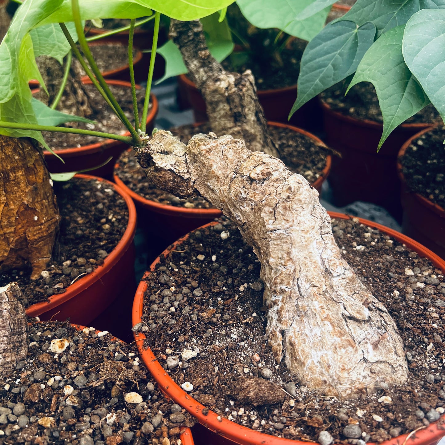 Sterculia colorata, 15 cm potte