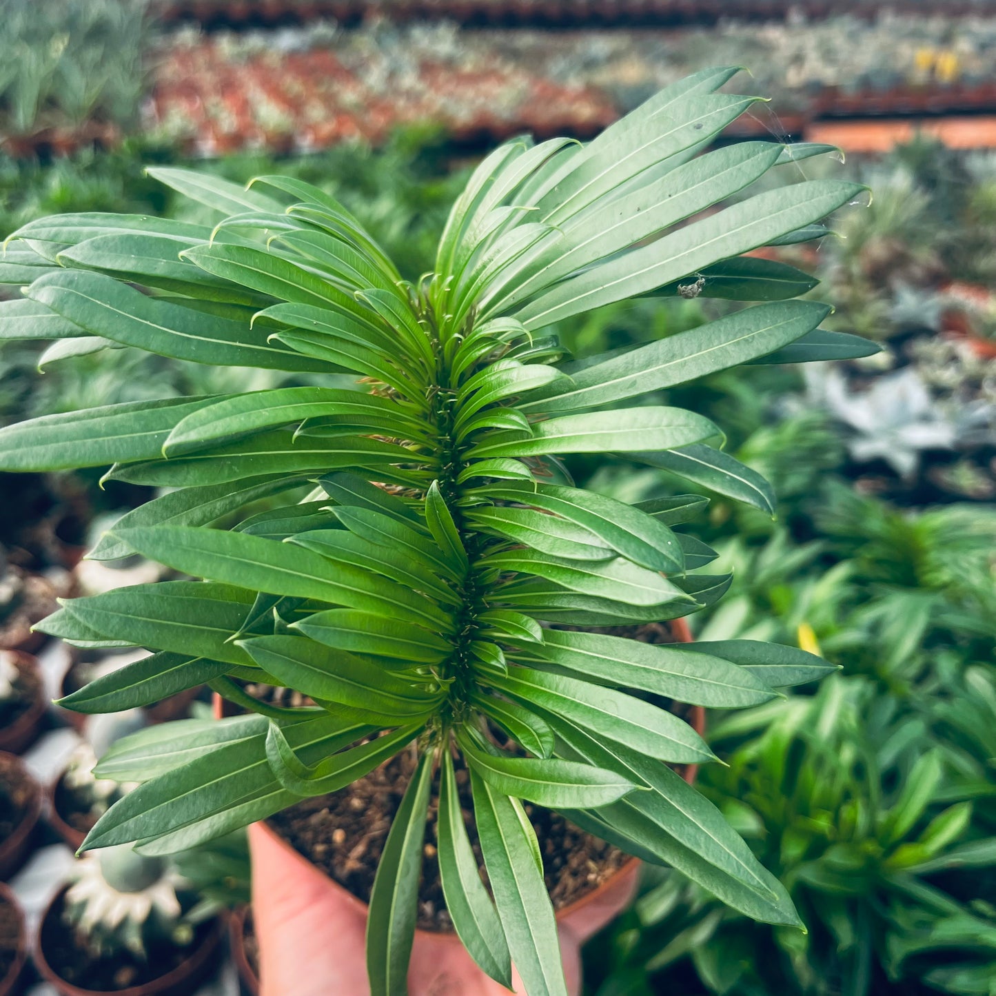 Pachypodium lamerei f.cristata, 12 cm potte