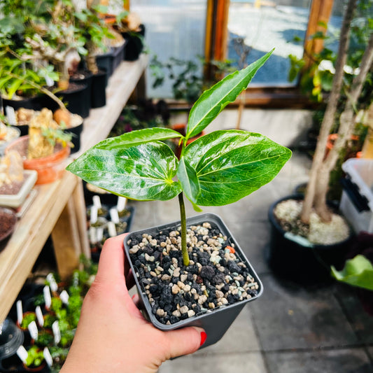 Adansonia madagascariensis, 8 cm potte