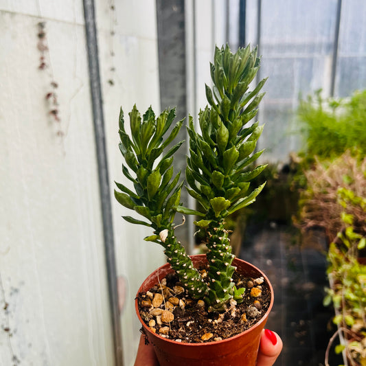 Monadenium stapeliiformis, 8 cm potte