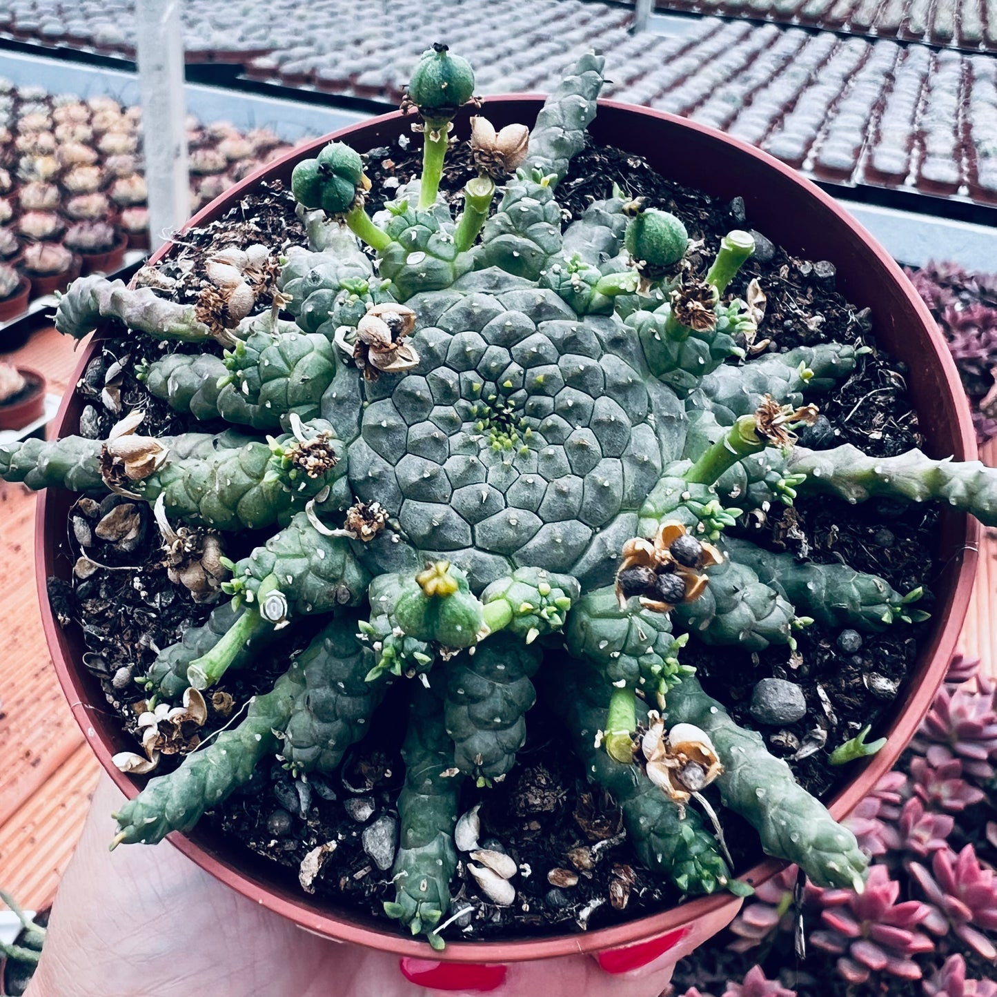 Euphorbia gorgonis, 10 cm potte