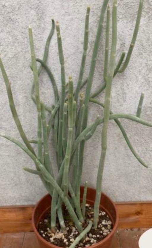 Ceropegia dichotoma, 17 cm potte