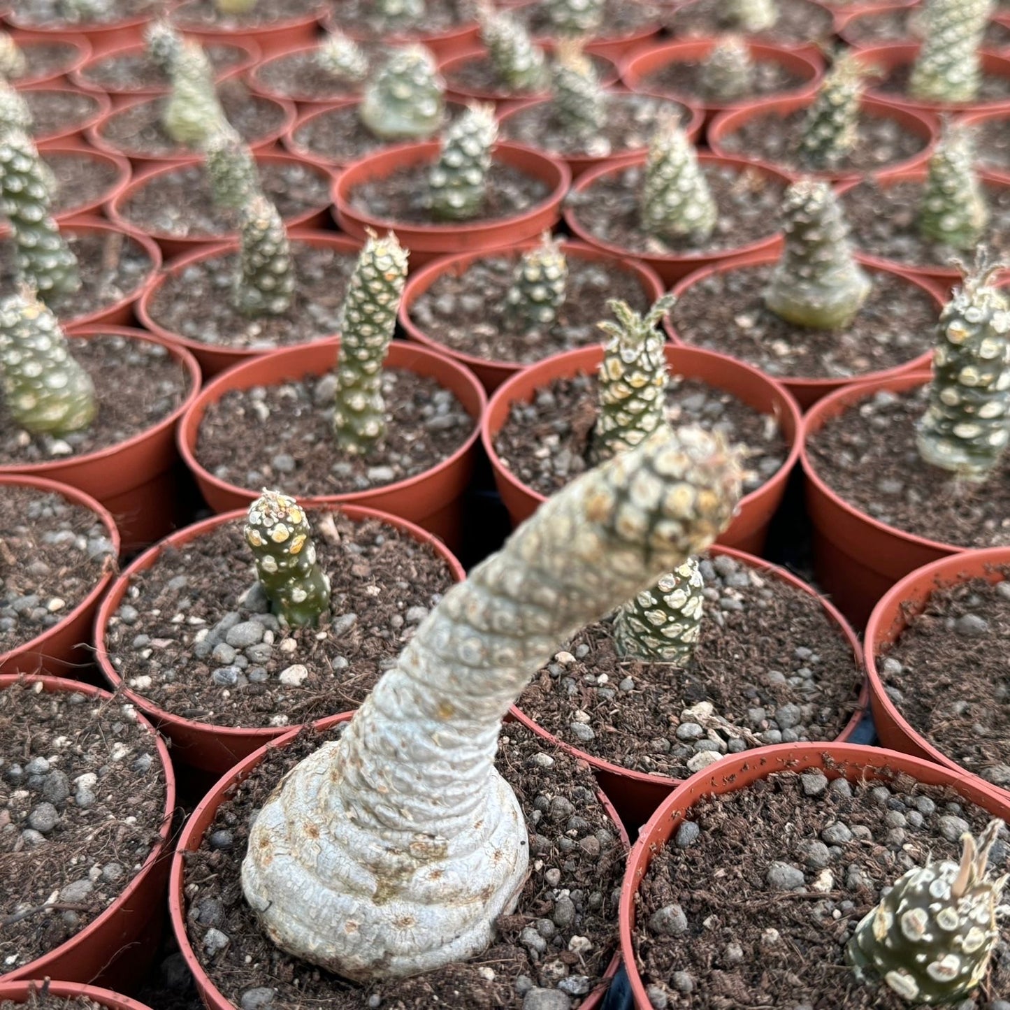 Dorstenia foetida, 8 cm potte