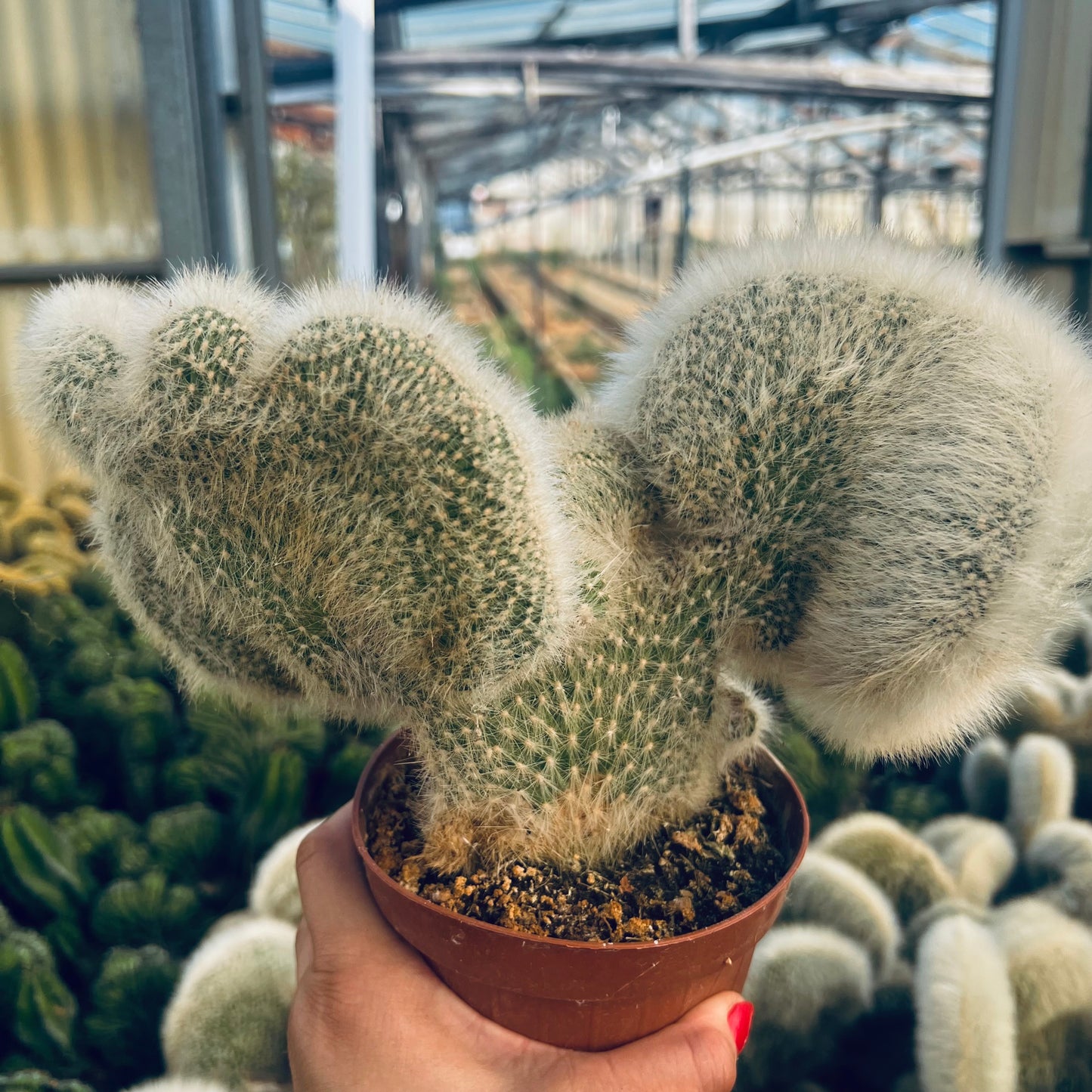 Cleistocactus winterii f.cristata, 12 cm potte