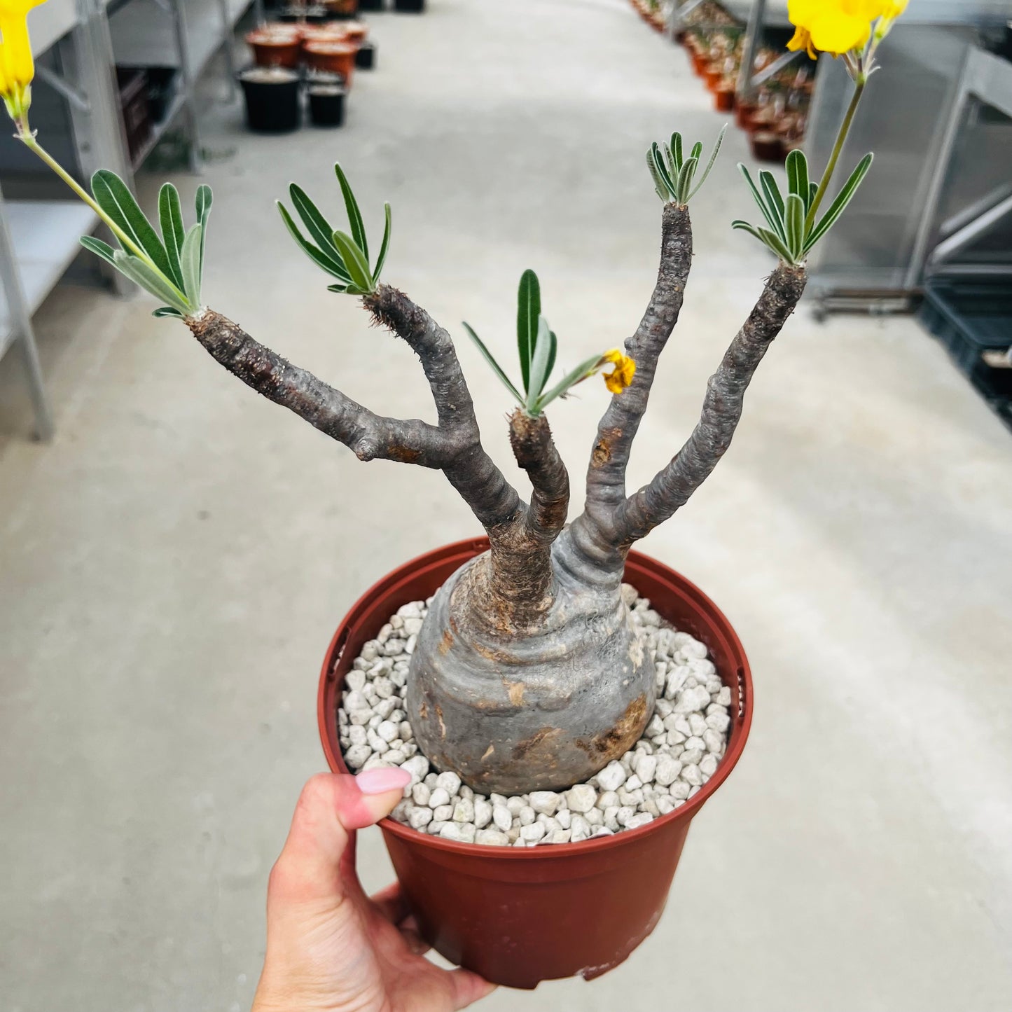 Pachypodium rosulatum ssp.gracilius, barroted plante