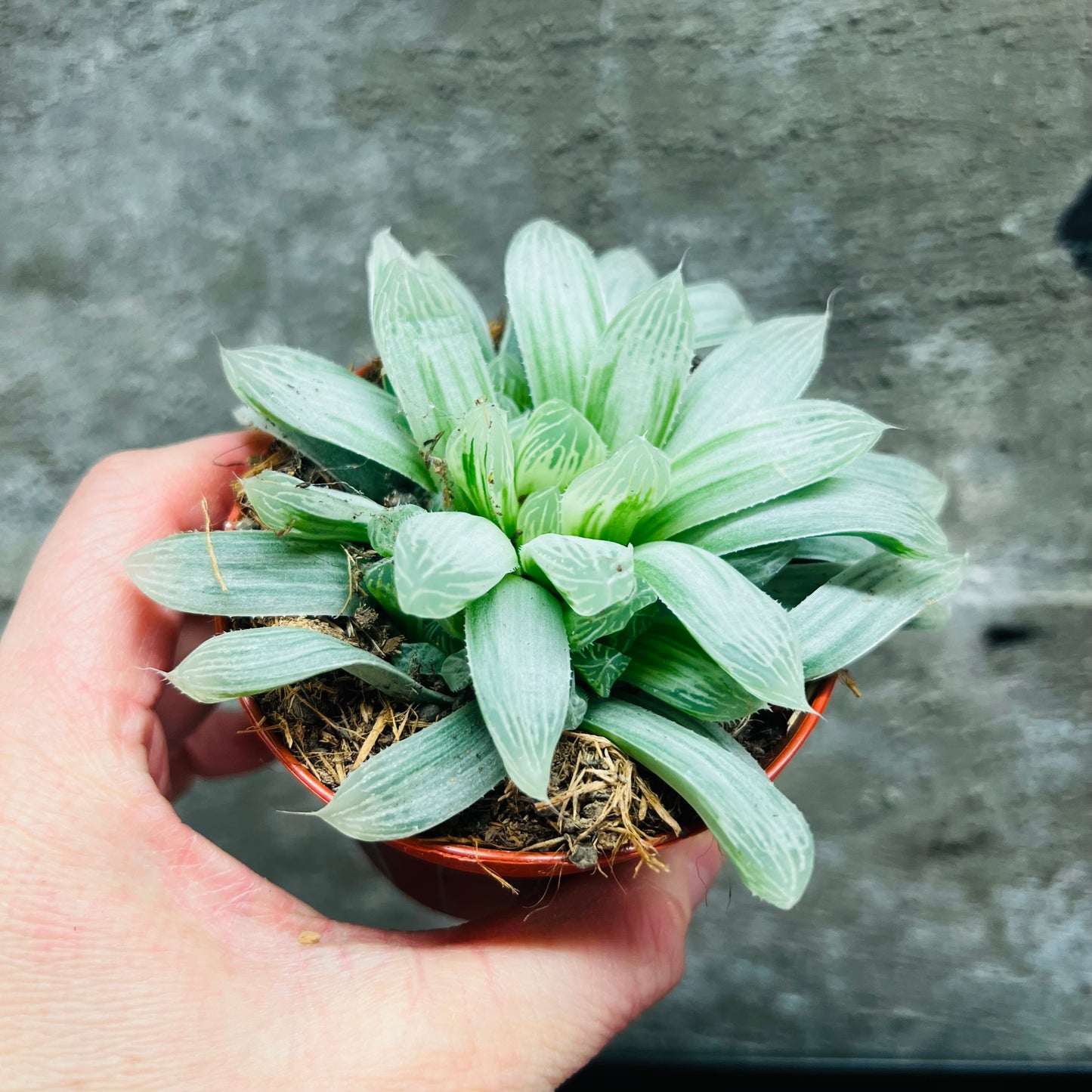 Haworthia cymbiformis f.variegata, 8 cm potte