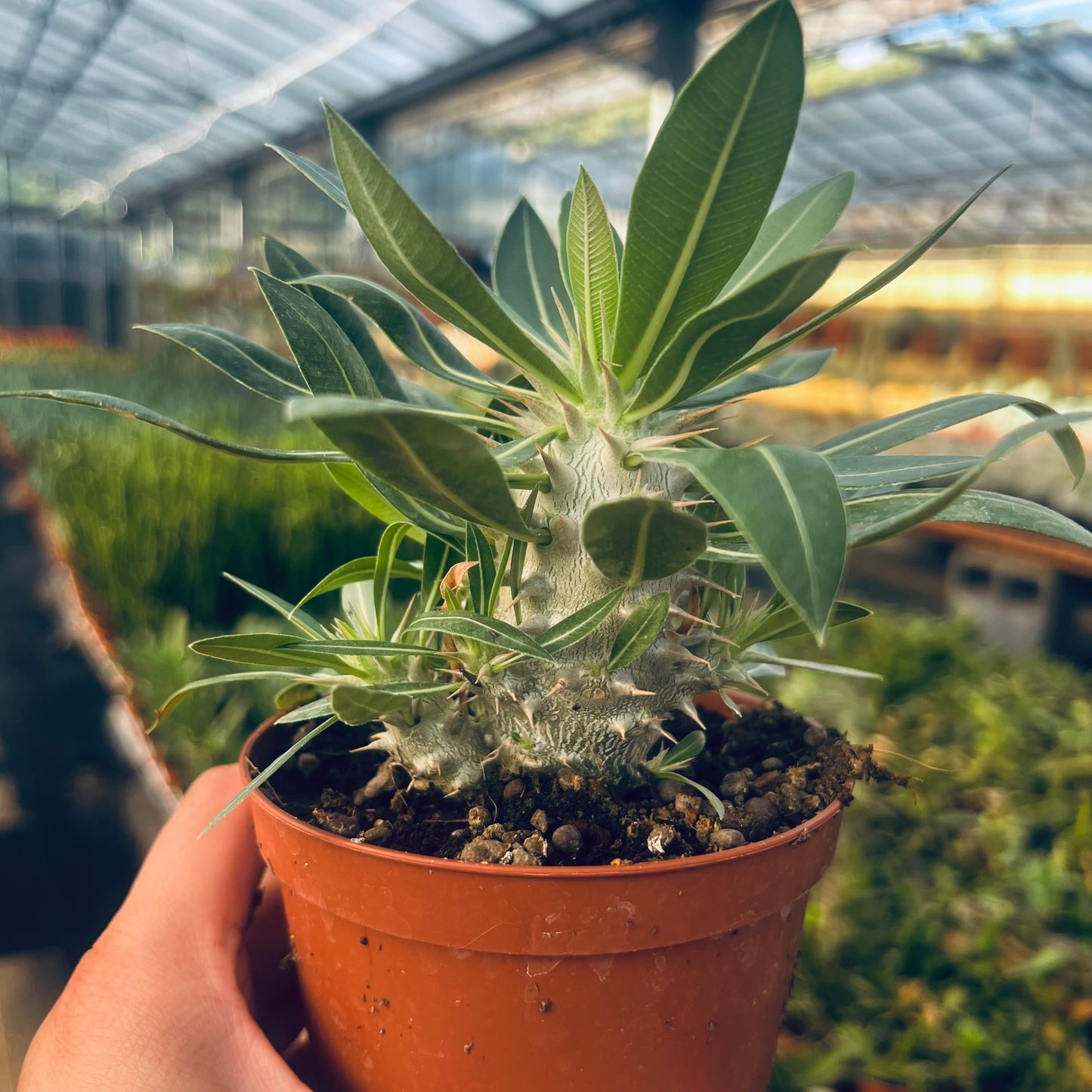 Pachypodium horombense, 10 cm potte