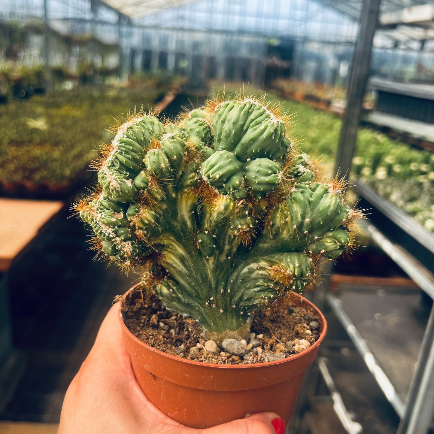 Cereus peruvianus f.variegata, 10,5 cm potte