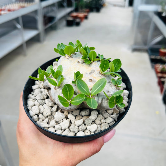 Pachypodium brevicaule, barroted plante