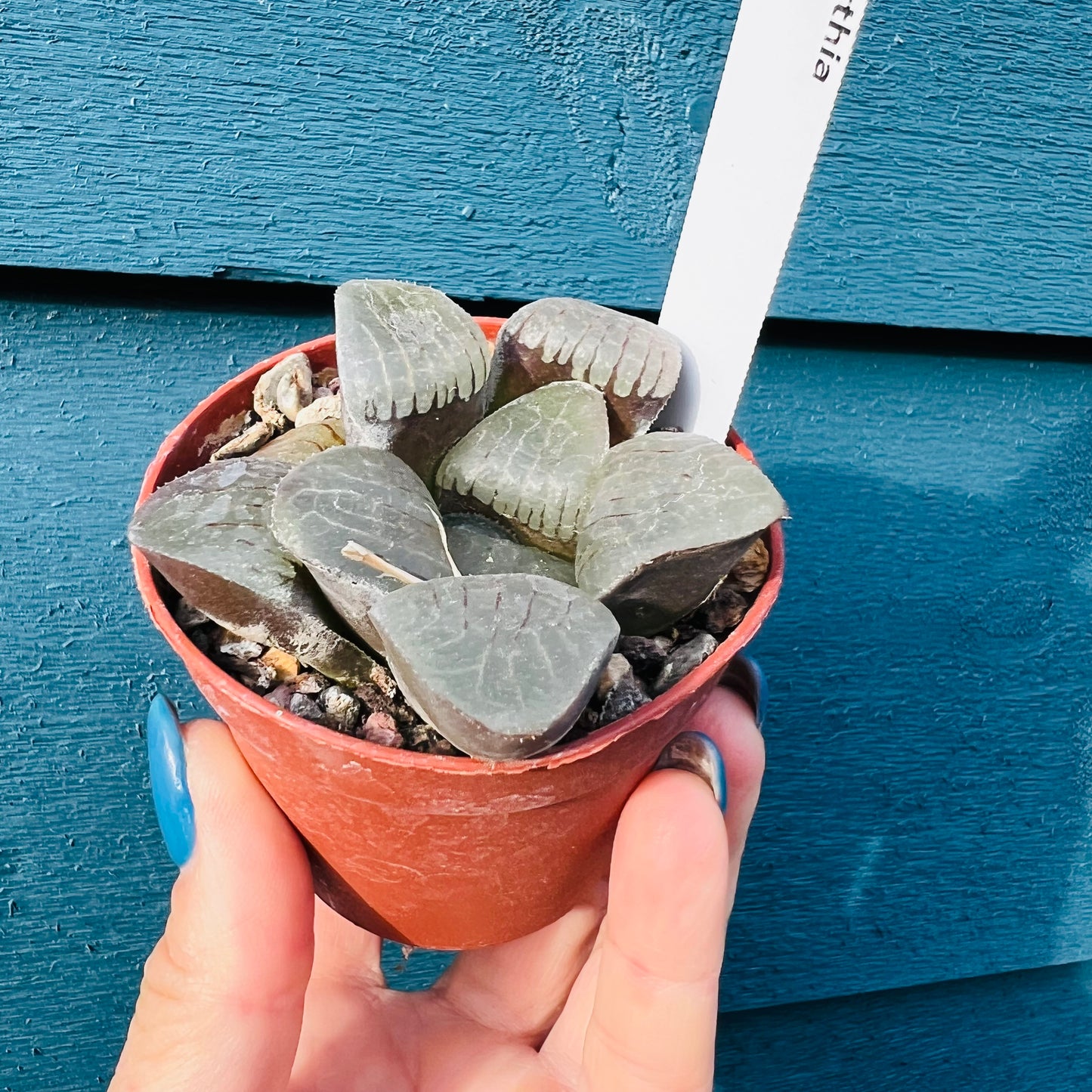 Haworthia sp. 3, 7 cm potte