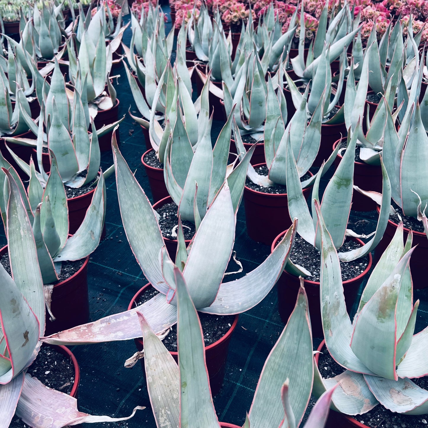 Aloe striata, 17 cm potte