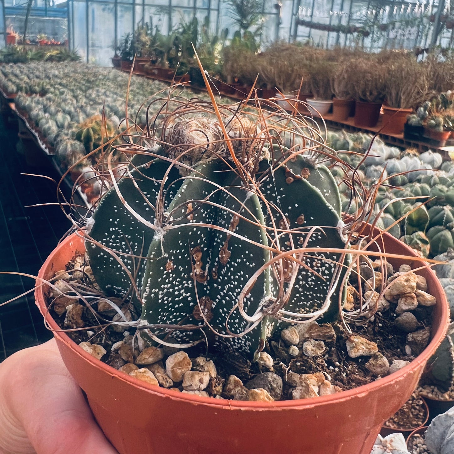 Astrophytum capricorne cv.crassispinoides, 12 cm potte