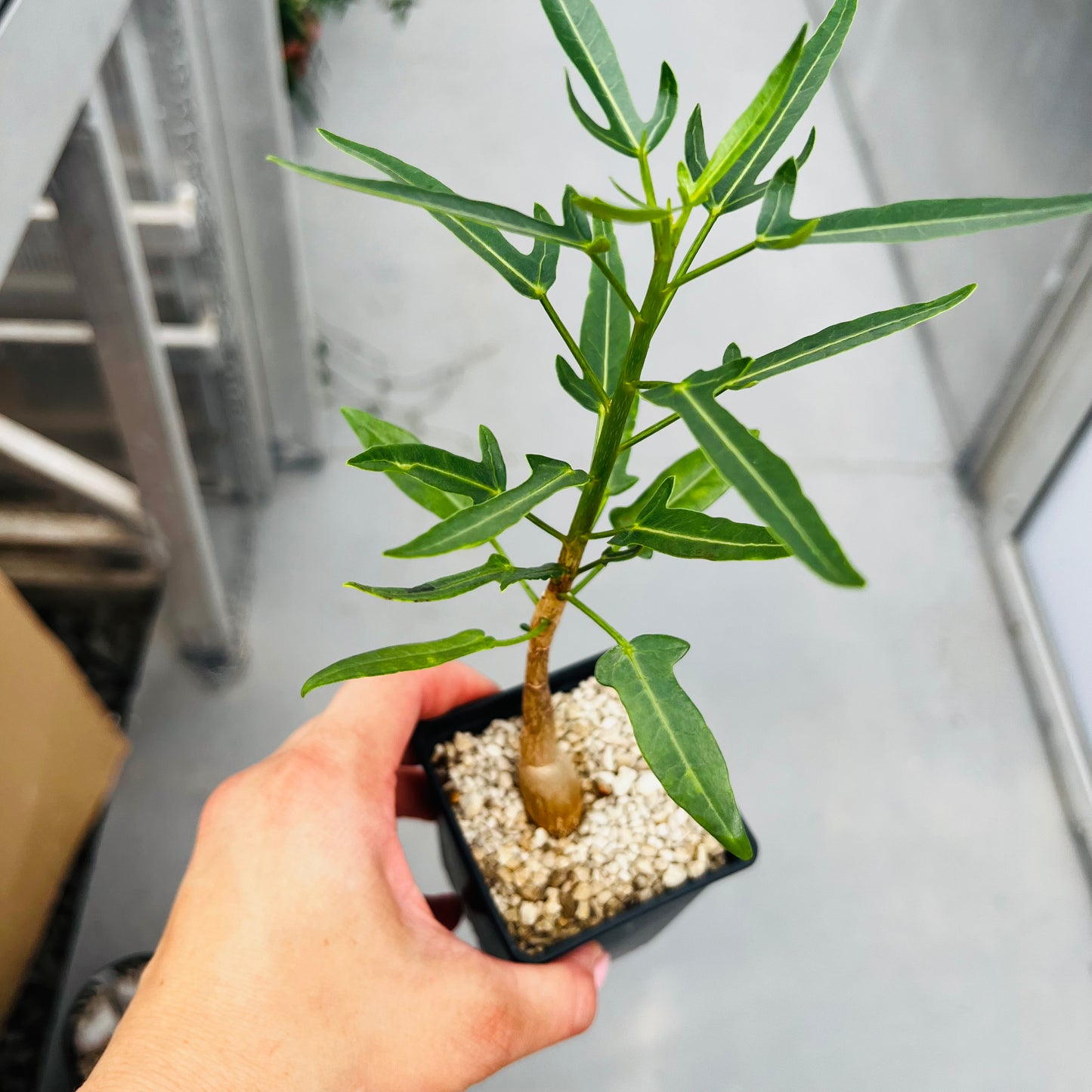 Jatropha capensis, barroted plante