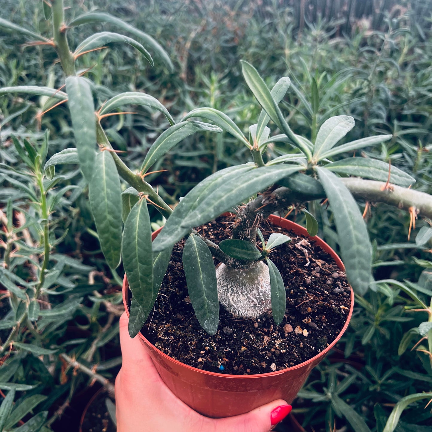 Pachypodium succulentum, 15 cm potte